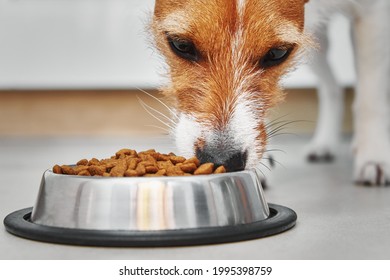 Hungry Dog Eating Dry Feed From Food Bowl. Pet Feeding