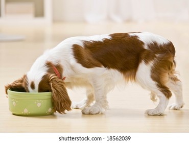 Hungriger Hund, der Futter aus Schüssel frisst