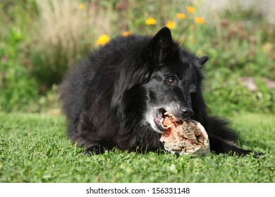 Hungry Dog Eating Fresh Fish In The Garden