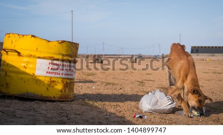 Hungry dog eating trash bag out of a can looking for food in a garbage dump. Sad scene of an animal loneliness. 
Translation: Think in the future
is acting in the present.
Protect the environment