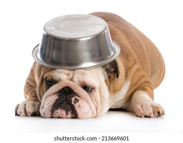 Hungry Dog - English Bulldog Laying Down With Dog Bowl On Head On White Background