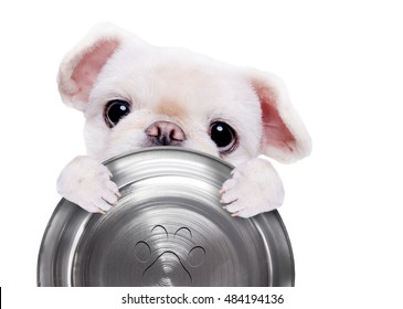 Hungry Dog Holding Food Bowl , Isolated On White Background.