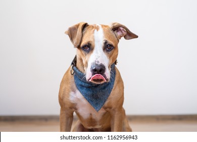 Hungry Dog Licking Its Lips. Cute Staffordshire Terrier Puppy Sitting In An Empty Room Wating For Food