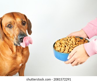 Hungry Dog Licking Its Lips With Tongue Behind Bowl With Dry Food In Woman Hands