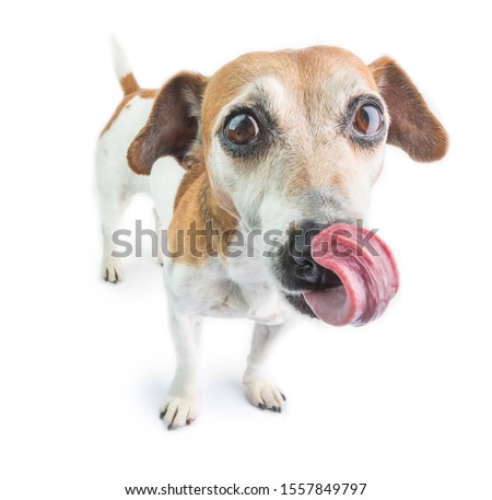 Hungry dog licking waiting for delicious food. White background. 