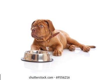 A Hungry Dog Lies Next To The Bowl. Isolated On A White Background