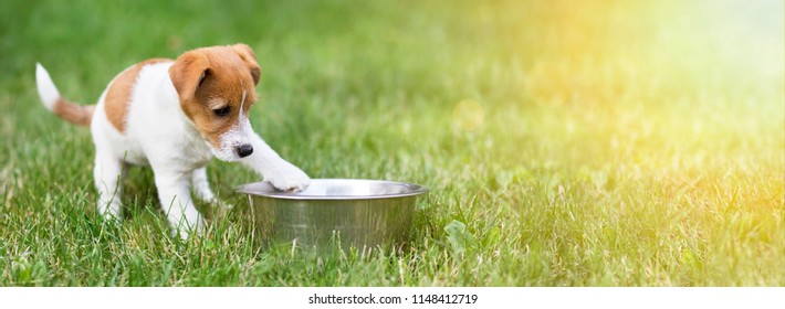 Hungry dog puppy waiting for his food - web banner with copy space