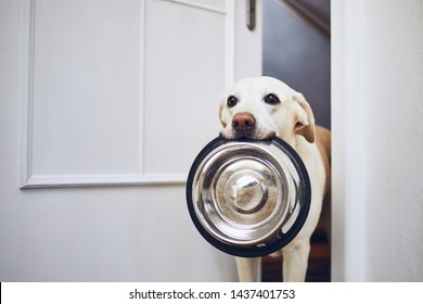 Hungry dog with sad eyes is waiting for feeding. Adorable yellow labrador retriever is holding dog bowl in his mouth.