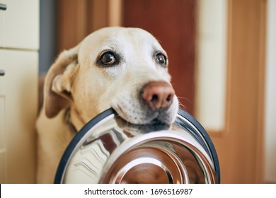 Hungry dog with sad eyes is waiting for feeding in home kitchen. Cute labrador retriever is holding dog bowl in his mouth.