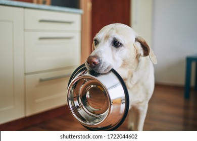 Hungry Dog With Sad Eyes Is Waiting For Feeding In Home Kitchen. Cute Labrador Retriever Is Holding Dog Bowl In His Mouth.