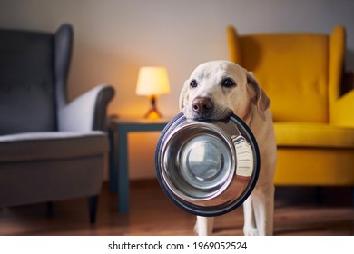 Hungry Dog With Sad Eyes Is Waiting For Feeding At Home. Cute Labrador Retriever Is Holding Dog Bowl In His Mouth.