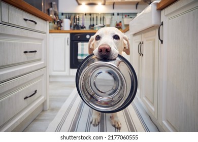 Hungry Dog With Sad Eyes Is Waiting For Feeding At Kitchen. Cute Labrador Retriever Is Holding Dog Bowl In His Mouth At Home.
