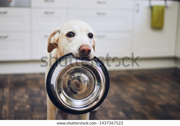 Hungry dog with sad eyes is waiting for feeding in\
home kitchen. Adorable yellow labrador retriever is holding dog\
bowl in his mouth.