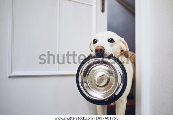 Hungry dog\
with sad eyes is waiting for feeding. Adorable yellow labrador\
retriever is holding dog bowl in his\
mouth.