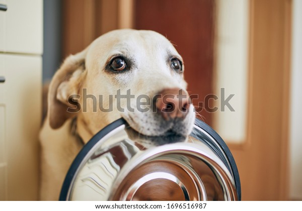 Hungry dog with sad eyes is waiting for feeding in\
home kitchen. Cute labrador retriever is holding dog bowl in his\
mouth.