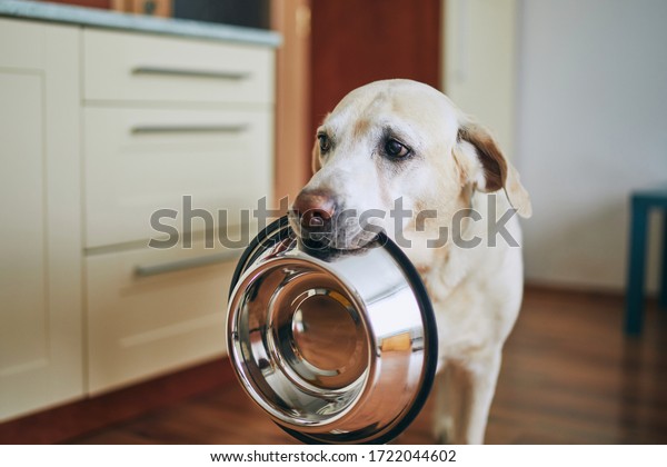 Hungry dog with sad eyes is waiting for feeding in\
home kitchen. Cute labrador retriever is holding dog bowl in his\
mouth.