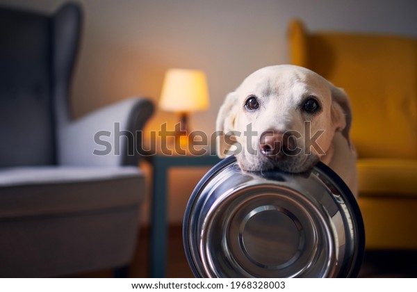 Hungry dog\
with sad eyes is waiting for feeding at home. Cute labrador\
retriever is holding dog bowl in his\
mouth.