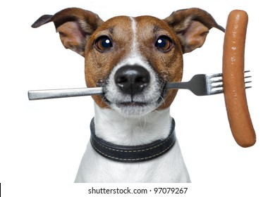 hungry dog with a sausage on the fork