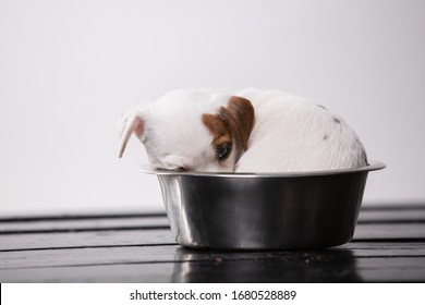 Hungry Dog Slipping In Metall Plate In The Floor