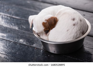 Hungry Dog Slipping In Metall Plate In The Floor