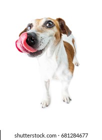 Hungry Dog Waiting For Delicious Treat Food.  White Background