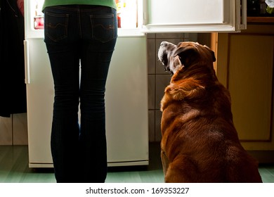 Hungry Dog Waiting For A Dinner. Refrigerator Emit Bright Light. Dog Feeding Time.