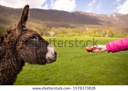 A hungry donkey goes to enjoy a juicy apple.