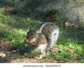 A hungry, eastern gray squirrel, preparing to eat a wild hickory nut, a favored food source. Shenandoah National Forest, Virginia.
