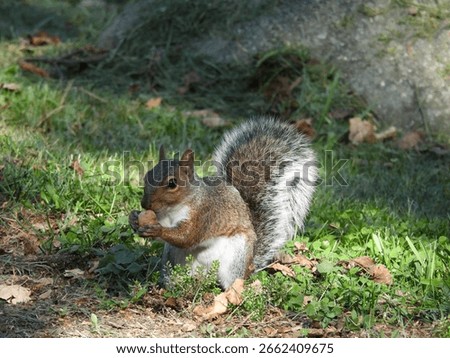 A hungry, eastern gray squirrel, preparing to eat a wild hickory nut, a favored food source. Shenandoah National Forest, Virginia.