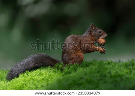 Similar – squirrels Environment