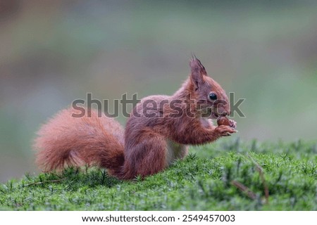 Hungry Eurasian red squirrel (Sciurus vulgaris) eating a nut in the forest of Noord Brabant in the Netherlands.	                                                    