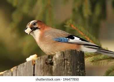 Hungry  European Jay ( Garrulus Glandarius ) Eating Bread On A Stump Feeder For Luring Birds