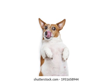 Hungry Fat Dog Licking His Nose With Tongue Lying On White Background.