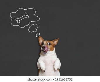 Hunger feiner Hund leckt seine Nase mit Zunge und träumt von einem Knochen.
