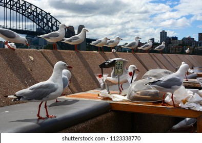 A Hungry Flock Of Seagulls Moves In For Food Leftovers At A Casual Dining Area Along Sydney Harbor