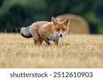 Hungry fox. Red fox, Vulpes vulpes, hunting voles on stubble. Fox running on field after corn harvest. Beautiful orange fur coat animal with long fluffy tail. Wildlife, summer nature. Beast in habitat