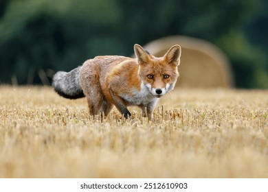 Hungry fox. Red fox, Vulpes vulpes, hunting voles on stubble. Fox running on field after corn harvest. Beautiful orange fur coat animal with long fluffy tail. Wildlife, summer nature. Beast in habitat