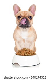 Hungry French Bulldog Dog Behind Food Bowl , Licking With Tongue Isolated On White Background