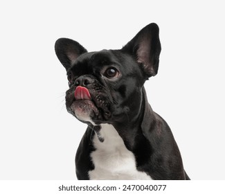 hungry french bulldog licking its nose and looking to side while sitting on white background - Powered by Shutterstock