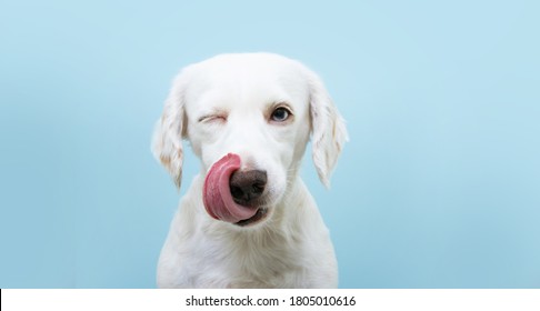 Hungry funny puppy dog licking its nose with tongue out and winking one eye closed. Isolated on blue colored background.
