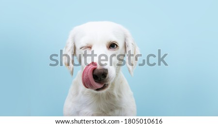 Hungry funny puppy dog licking its nose with tongue out and winking one eye closed. Isolated on blue colored background.