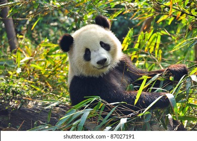 Hungry Giant Panda Bear Eating Bamboo