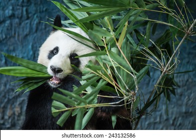 Hungry giant panda eating bamboo