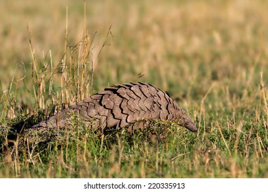 Hungry Giant Pangolin (Manis gigantea) is searching for food in Masai Mara, Kenya