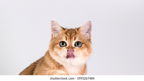 A hungry ginger cat looks at you, stuck out its tongue, licks its lips. Isolate on a white background. Studio light. Portrait.