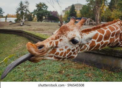 Hungry Giraffe With Long Tongue