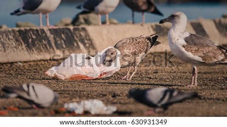  A hungry gull finds itself with a plastic bag around its neck when scavenging for food in human litter.