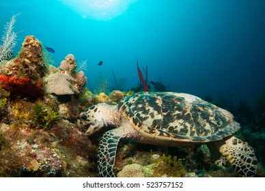 Hungry Hawksbill Turtle Taking A Bite To Eat While Relaxing On The Tropical Reef In Grand Cayman. Photo Taken By A Scuba Diver