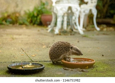 Hungry Hedgehogs Before Hibernation