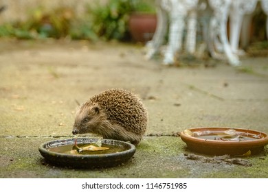 Hungry Hedgehogs Before Hibernation